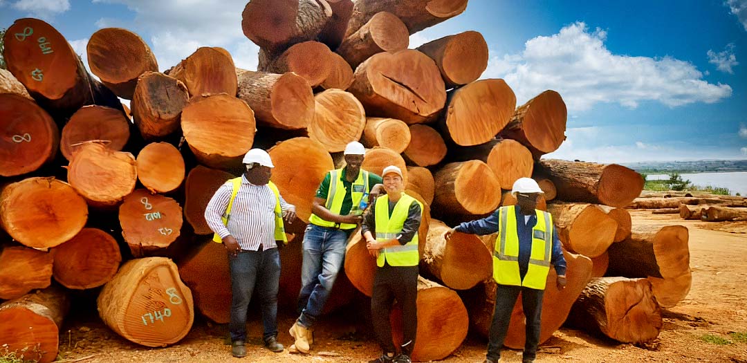Our Lumberjacks Harvesting Mahogany Trees in Southern Africa